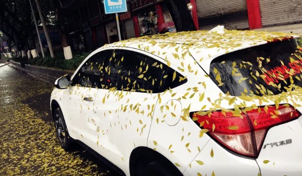 車停在樹下好不好 不好(損壞車漆堵塞管道)